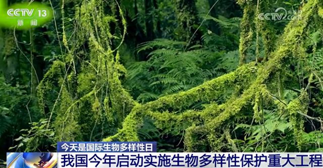 不断擦亮高质量发展“底色” 我国生态系统格局整体稳定并不断优化kaiyun体育官方网站(图1)