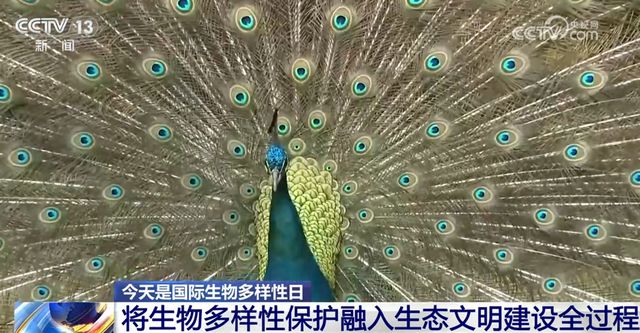 不断擦亮高质量发展“底色” 我国生态系统格局整体稳定并不断优化kaiyun体育官方网站(图3)